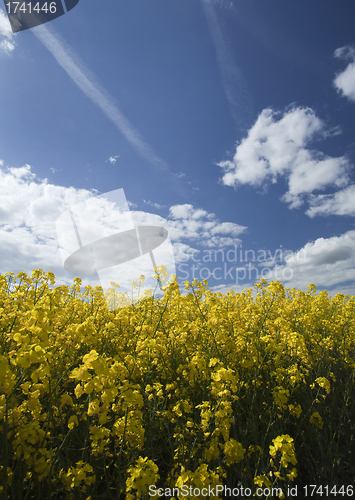 Image of Rape seed field