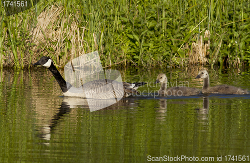 Image of Canadian Goose with gosling