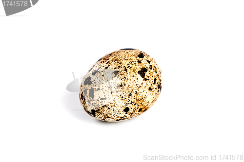 Image of quail egg