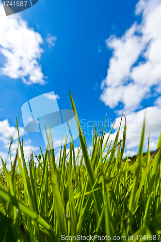 Image of Blue sky - Green grass