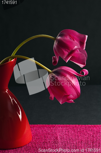 Image of pink tulips in a vase on a black background 