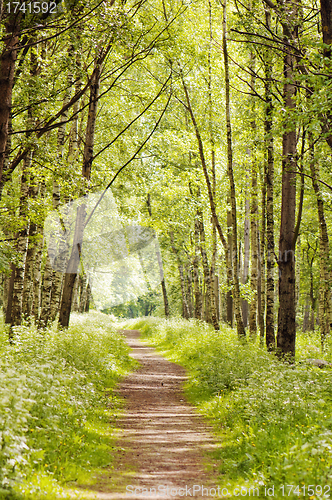 Image of Path in a sunny summer forest 