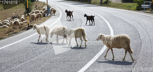 Image of Sheep crossing a road