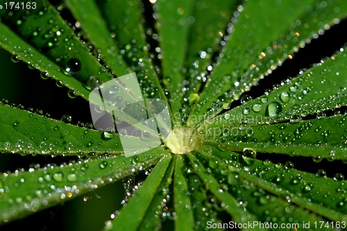 Image of Luminous