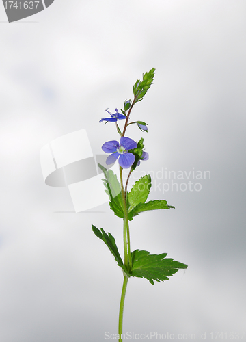 Image of Germander Speedwell (Veronica chamaedrys)