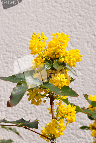 Image of Mahonia (Mahonia aquifolium)