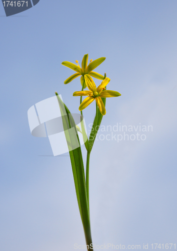 Image of Yellow Star-of-Bethlehem (Gagea lutea)