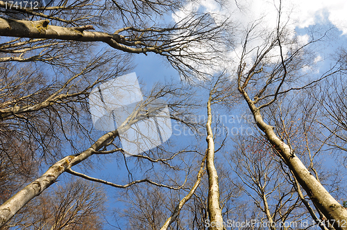 Image of Beech forest in spring