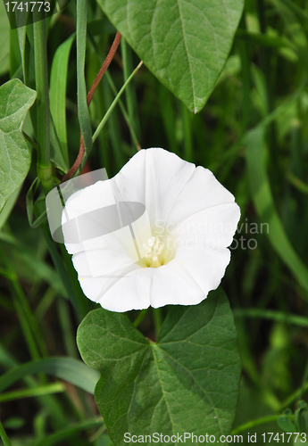 Image of Larger bindweed (Calystegia sepium)