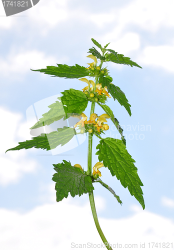 Image of Yellow archangel (Lamium montanum)