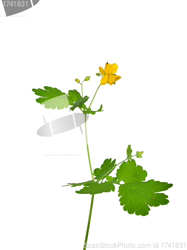 Image of Greater celandine (Chelidonium majus)