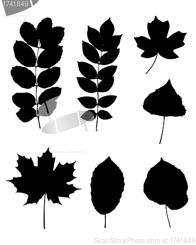 Image of Various leaves