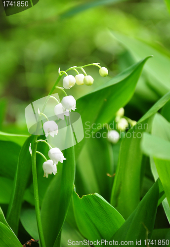 Image of Lily of the Valley (Convallaria majalis)