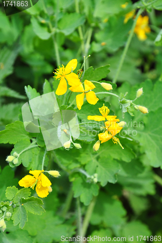 Image of Greater celandine (Chelidonium majus)