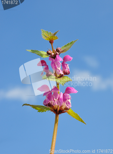 Image of Spotted Deadnettle (Lamium maculatum)