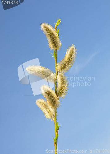 Image of Willow flower