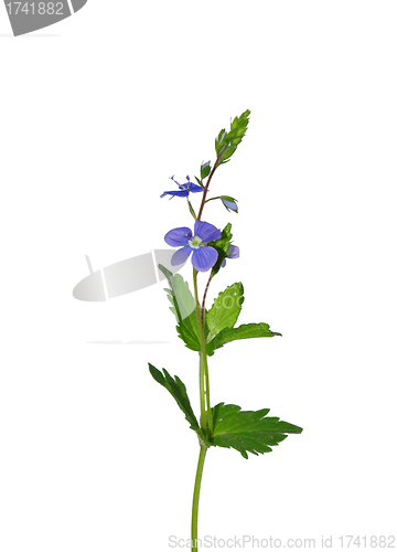 Image of Germander Speedwell (Veronica chamaedrys)