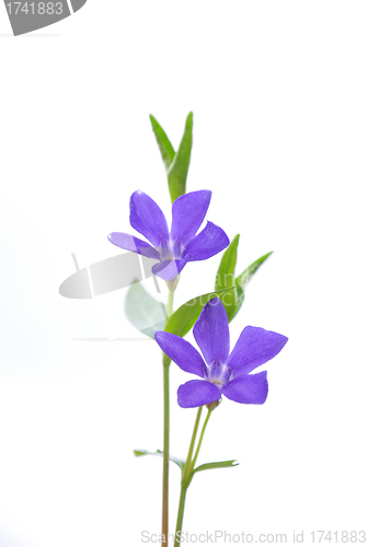 Image of Lesser periwinkle (Vinca minor)