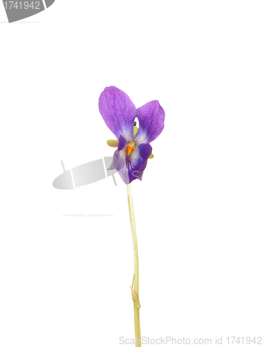 Image of Viola flower