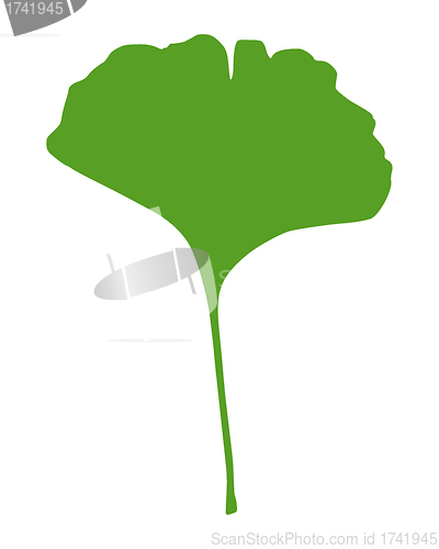 Image of Ginkgo leaf