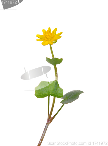 Image of Lesser celandine (Ranunculus ficaria)