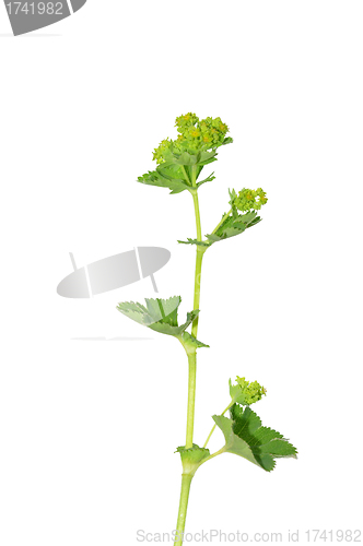 Image of Lady's mantle (Alchemilla)