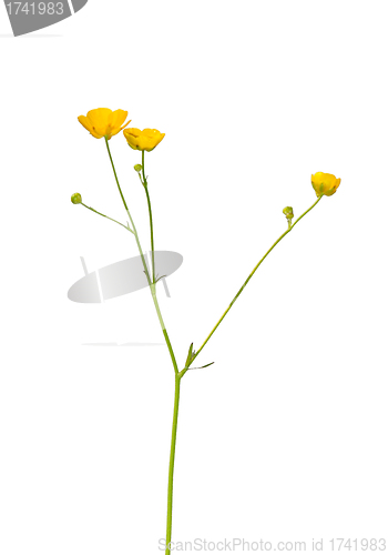 Image of Buttercup (Ranunculus)