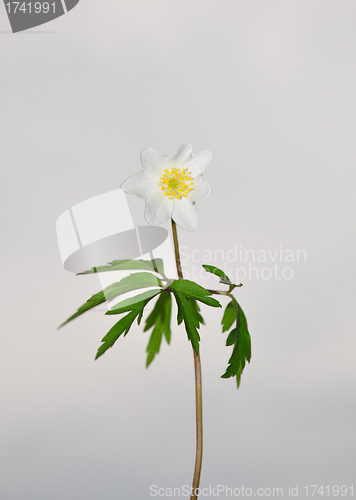 Image of Wood anemone (Anemone nemorosa)