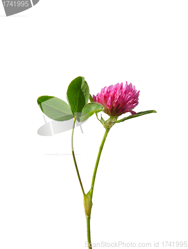 Image of Red clover (Trifolium pratense)