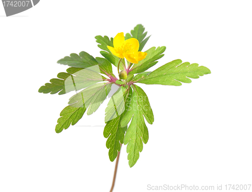 Image of Yellow wood anemone (Anemone ranunculoides)