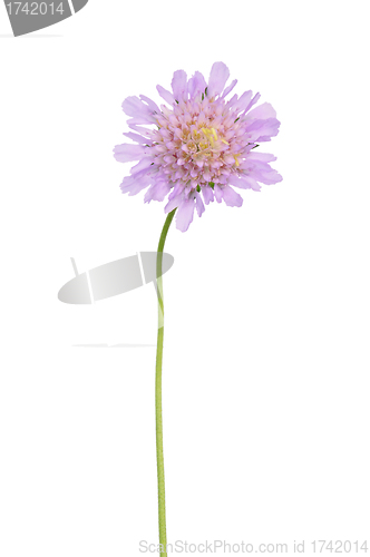 Image of Small scabious (Scabiosa columbaria)