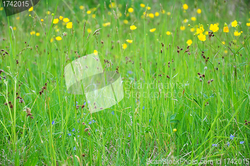 Image of Meadow with flowers