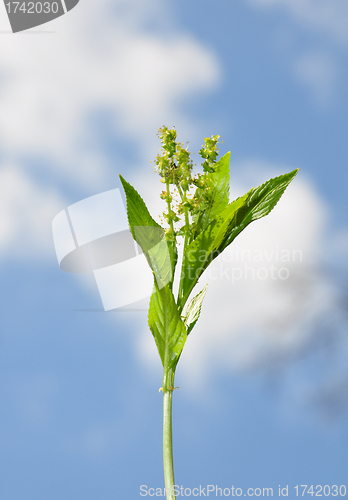 Image of Dog's mercury (Mercurialis perennis)