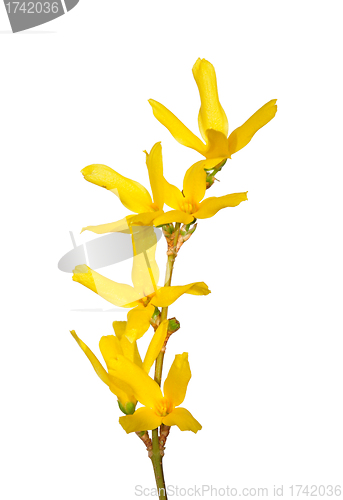 Image of Forsythia flowers