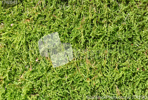 Image of Moss background