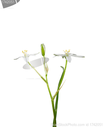 Image of Star-of-Bethlehem (Ornithogalum umbellatum)