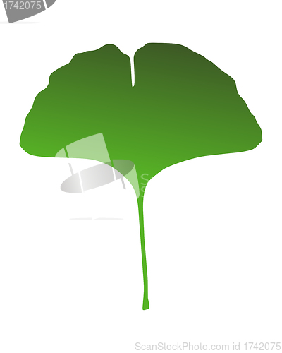 Image of Ginkgo leaf
