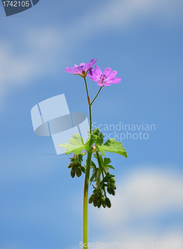 Image of Hedgerow Crane`s-bill (Geranium pyrenaicum)