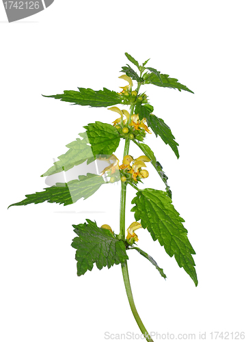 Image of Yellow archangel (Lamium montanum)