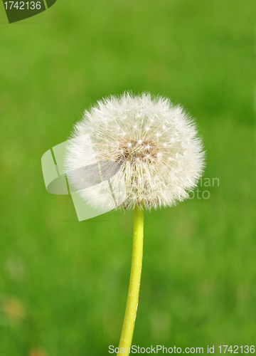 Image of Dandelion