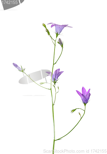 Image of Spreading Bellflower (Campanula patula)