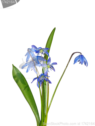 Image of Siberian squill (Scilla sibirica)