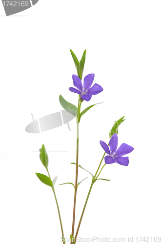 Image of Lesser periwinkle (Vinca minor)