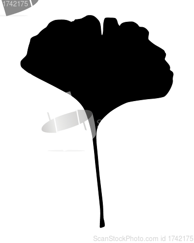 Image of Ginkgo leaf