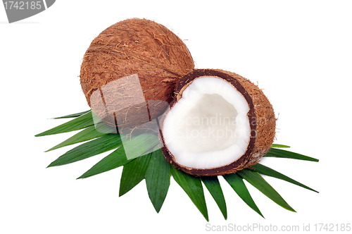 Image of Coconut fruit isolated on white background