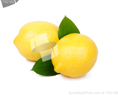 Image of Lemon fruit isolated on white background