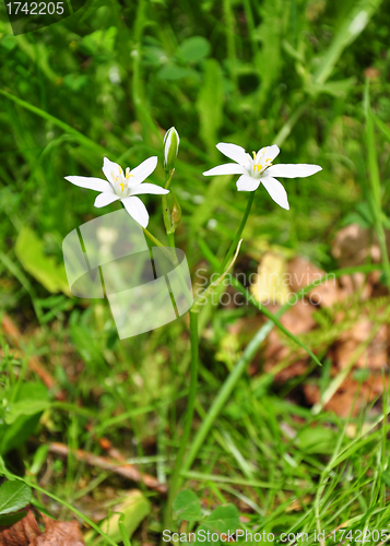 Image of Star-of-Bethlehem (Ornithogalum umbellatum)