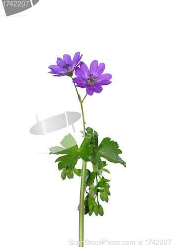 Image of Hedgerow Crane`s-bill (Geranium pyrenaicum)