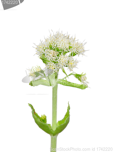 Image of White Butterbur (Petasites albus)