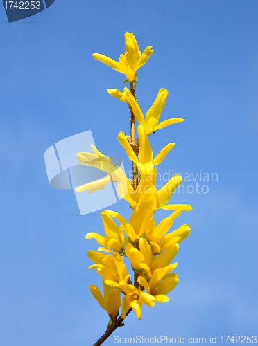 Image of Forsythia flowers